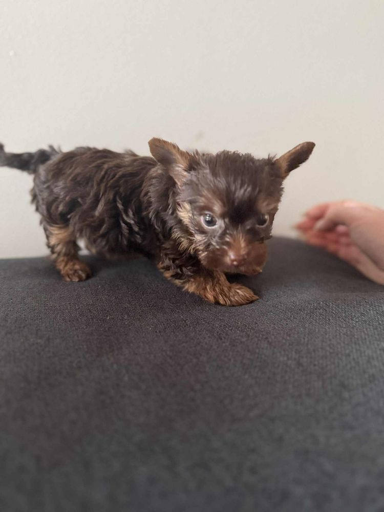 Yorkshire Terrier czekoladowy  piesek