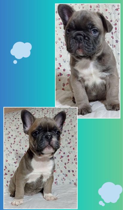 Самые шикарные французики, они на фото