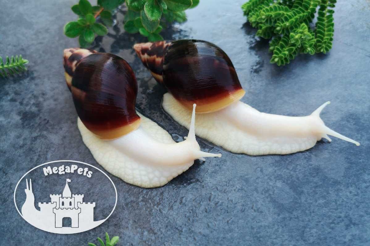 Ślimaki afrykańskie Lissachatina fulica albino Achatina Archachatina