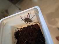 Ptasznik Phormictopus sp. Dominican purple