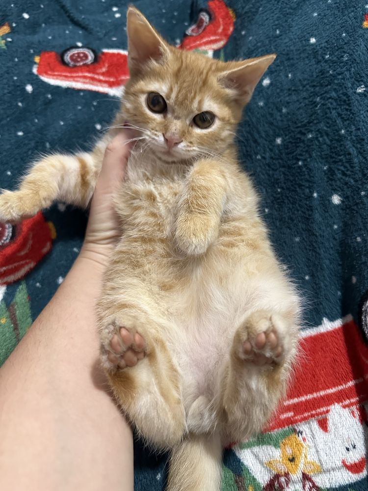 Віддамо котика , кошеня , котята