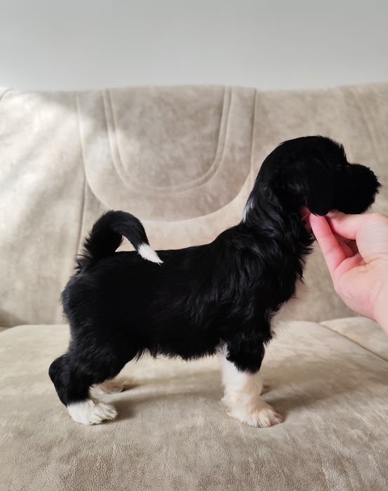 Dostępny piesek - samiec Terier Tybetański