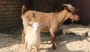 Дойная камерунская коза  + 2 козленка