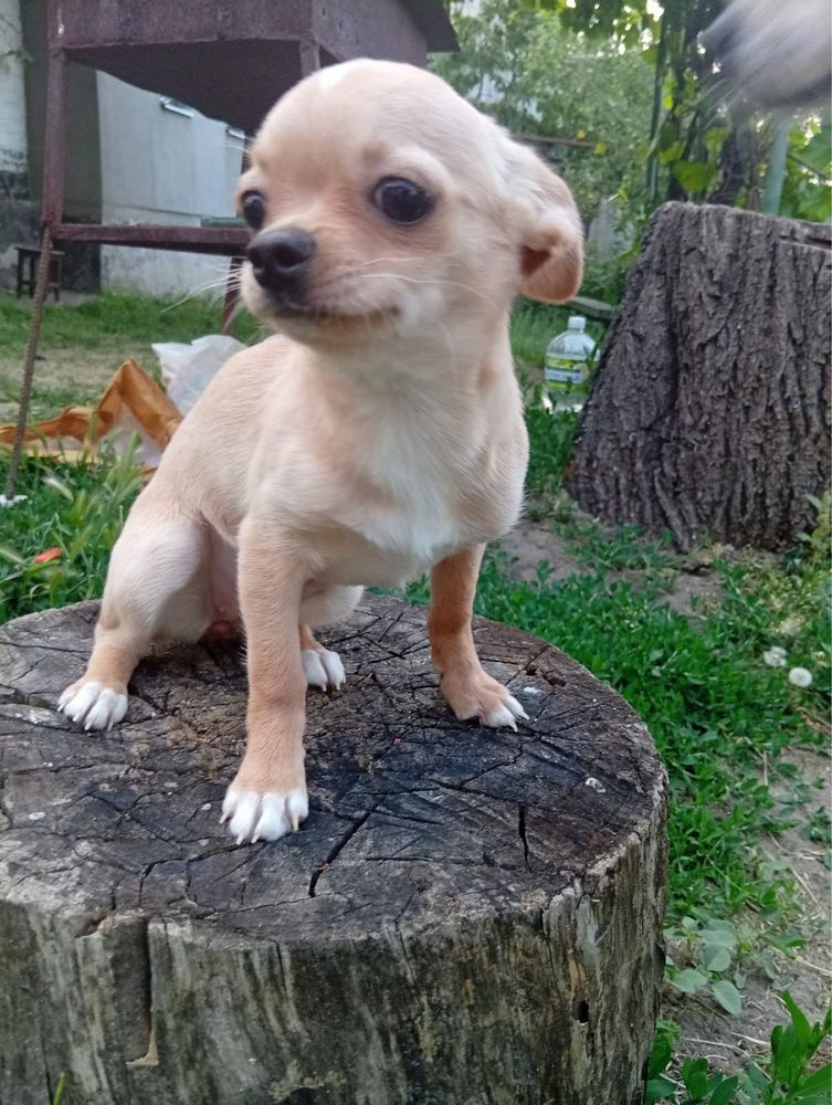 Дівчинка чіхуахуа