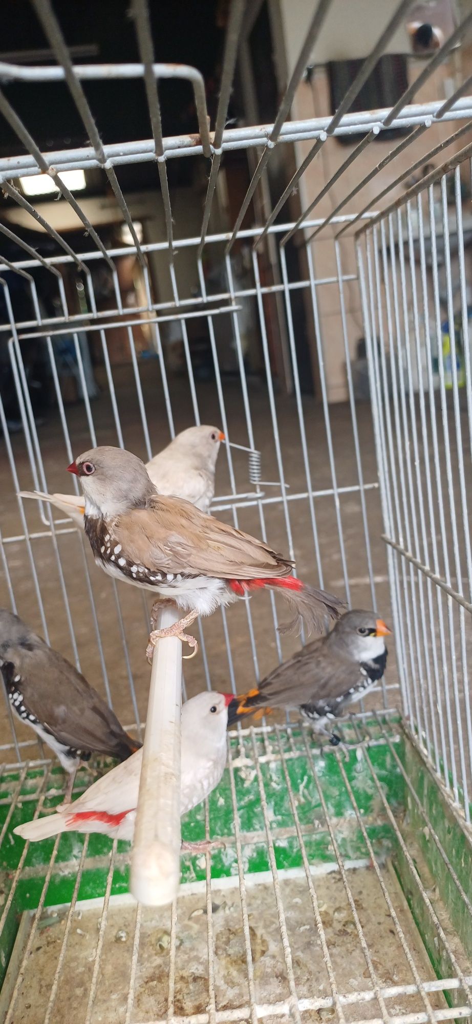 Diamante  sparrow