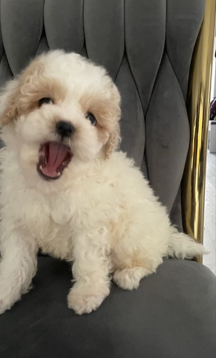 Maltipoo chłopczyk „Reksio”