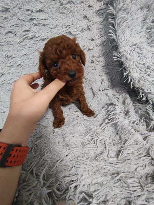 Pudel toy/miniatura samiec