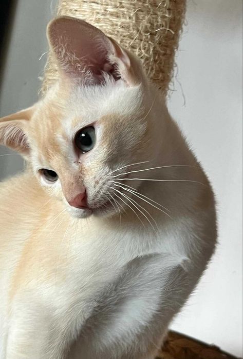 kotek TONKIJSKI idealny do Felinoterapii od behawiorystki  WCF TICA