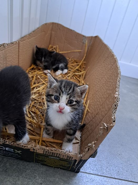 Oddam 3 małe kotki w dobre ręce