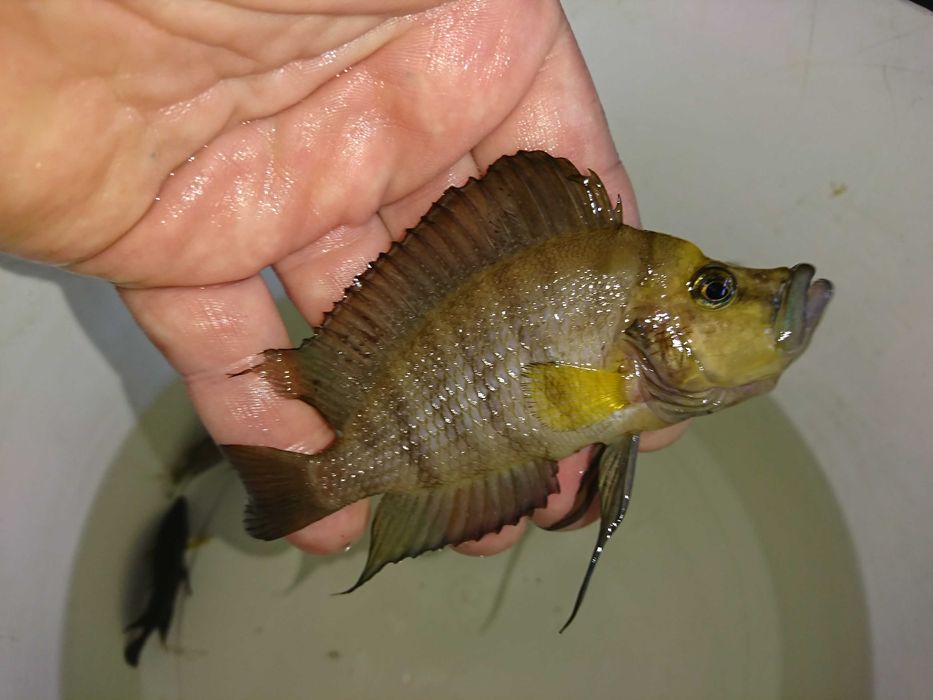 Altolamprologus compressiceps GOLD HEAD Muzi
