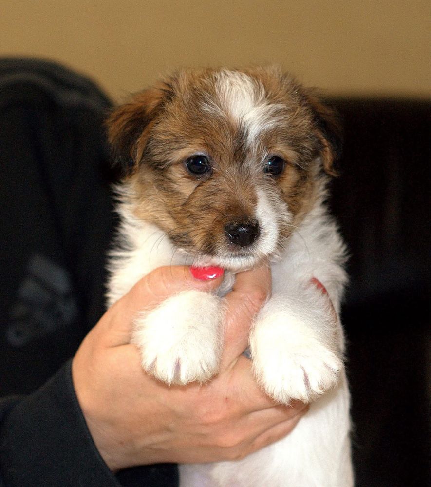 Jack russel terrier suczka hodowla FCI