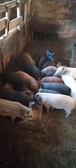 Продаю поросята Венгерська Мангалиця і В'єтнамські. Також може бути на