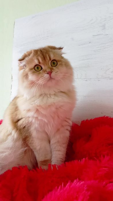 Неймовірна красунечка золота шиншила Хайленд висловуха