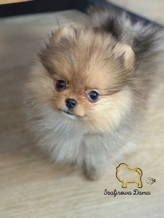 Szpic miniaturowy suczka poneranian