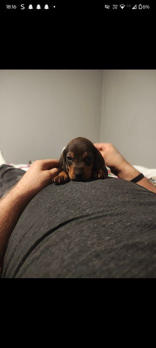 Oddam szczeniaki w dobre ręce!
Do pokochania czekają urocze maluchy po