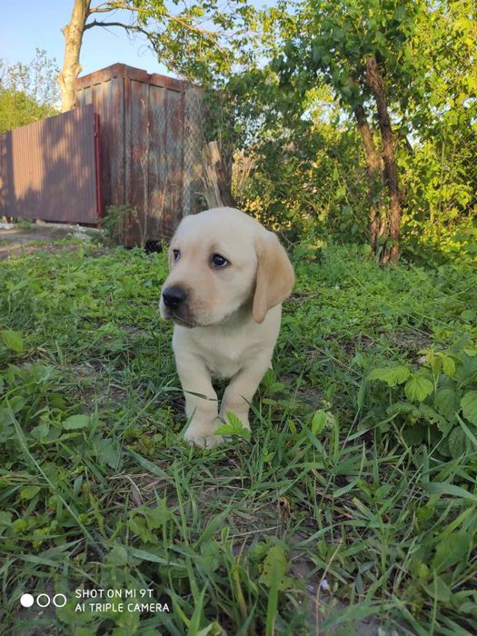 Лабрадорчики від чемпіонів