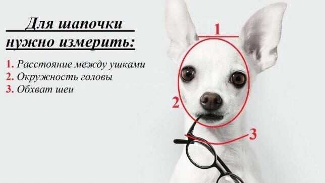 капор в'язана шапка для собак мілкої породи чихуахуа той терьер йорк