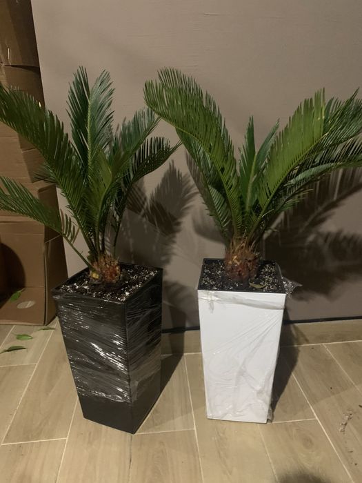 Цикас висота   1 м