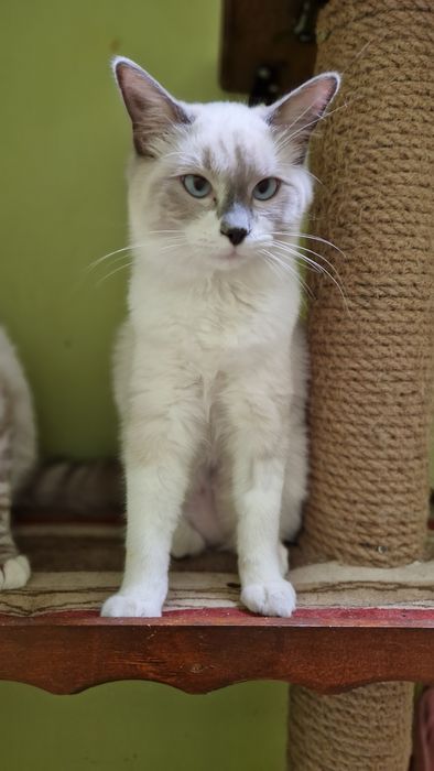 Śliczna kotka ragdoll