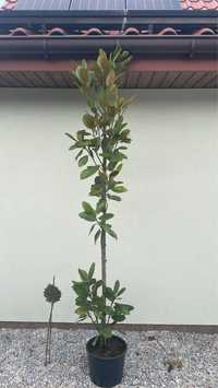 5-letnia magnoglia Grandiflora ponad 2 metry