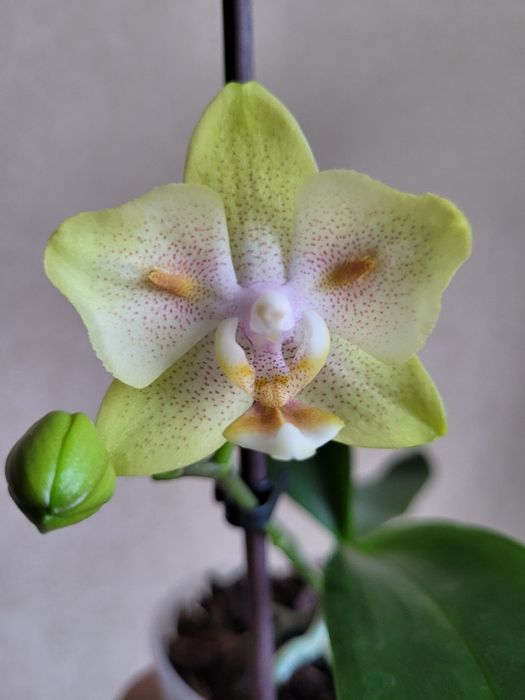 Орхідея. Phal. Yaphon Green Batman метелик. Квітне.