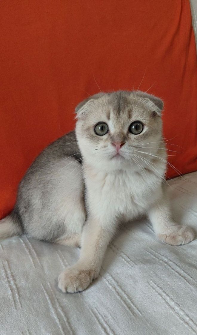Шотландский котик голубой золотой ау11