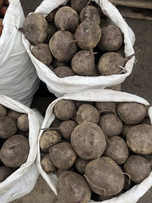 Картошка Лук КАПУСТА (КУБАНКА, БЕЛАРОСА, Королева Анна)