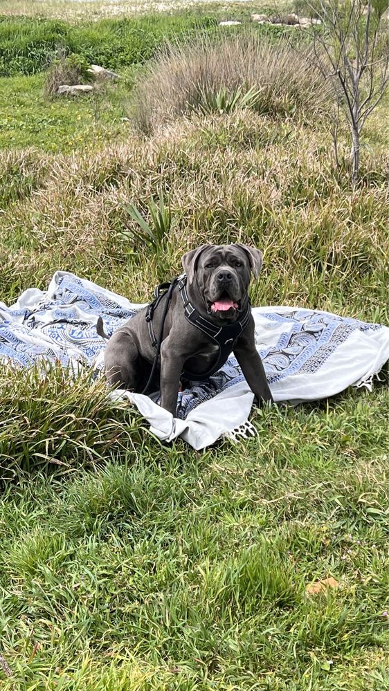 Cane corso italiano excelente exemplar