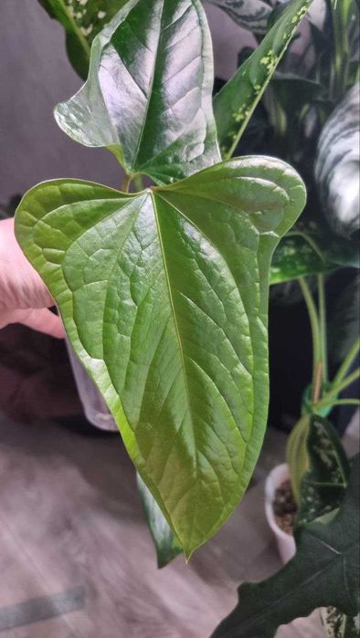Антуріум Green Crocodile (Anthurium moronense x luxurians)