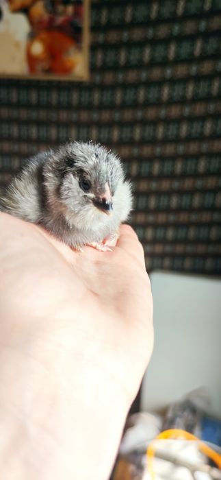 Продам домашні курчата