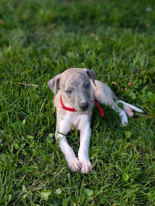 Whippet ZKwP sunia MICHELLE