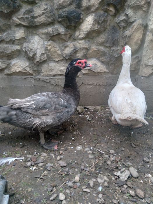 Продам качурів .