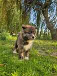 Akita Inu Pręgowany piesek