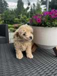 Maltipoo, piesek leloszek, karmelkowy i slodki.xs