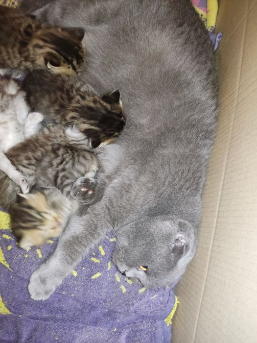 Британські кошенята, бронь