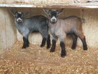 Cabras e cabritos  anãs