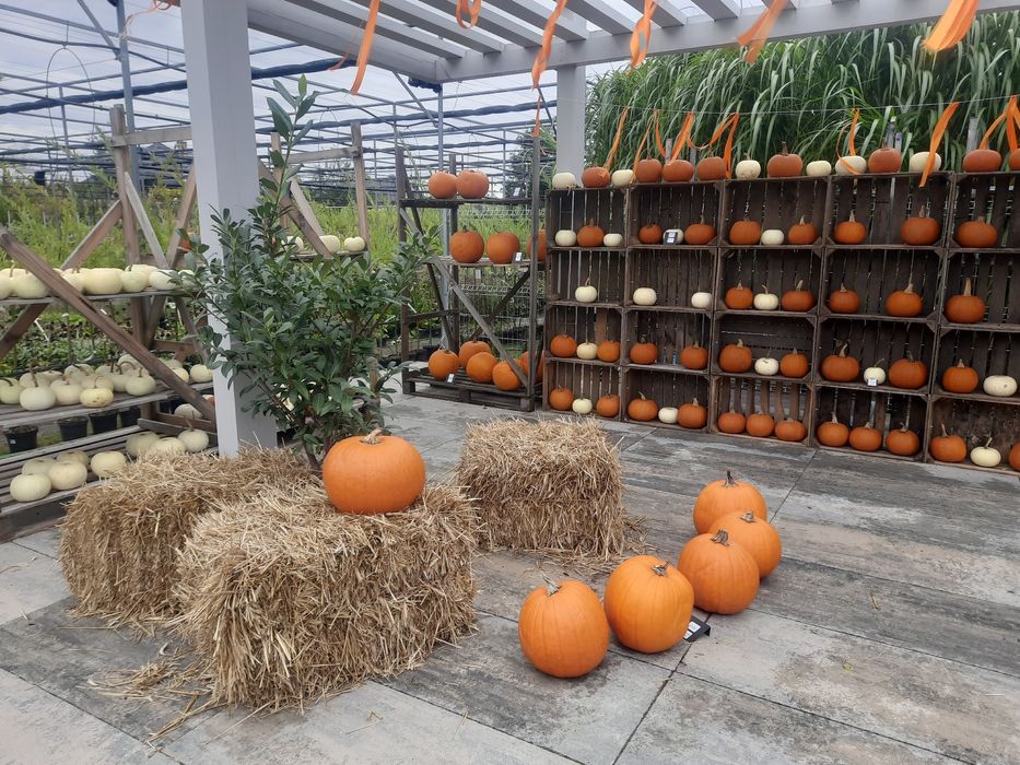 Dynie dynia Halloween Biała ozdobna