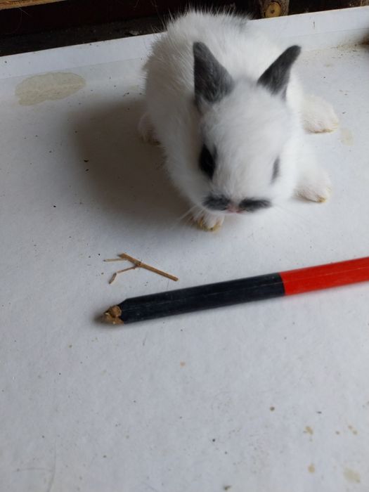 Coelhos anões angorá