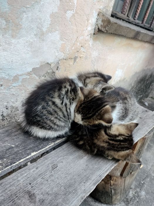 Oddam 5 kotki w dobre ręce