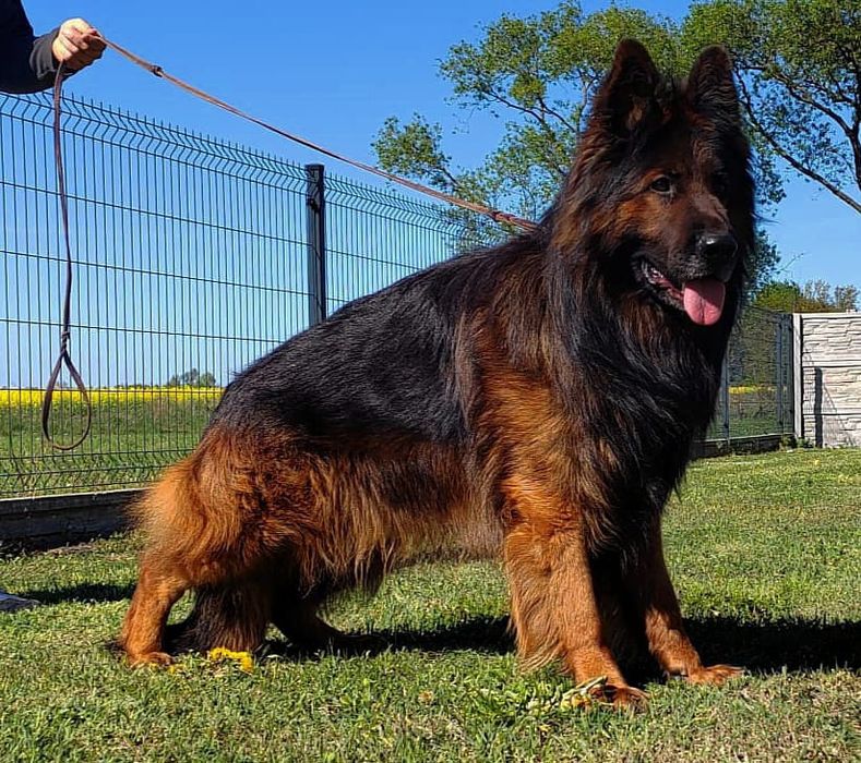 Owczarek niemiecki długowłosy FCI