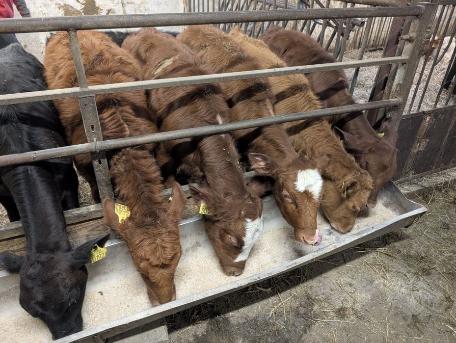 Sprzedam 10 jałówek bez mleka mięsne