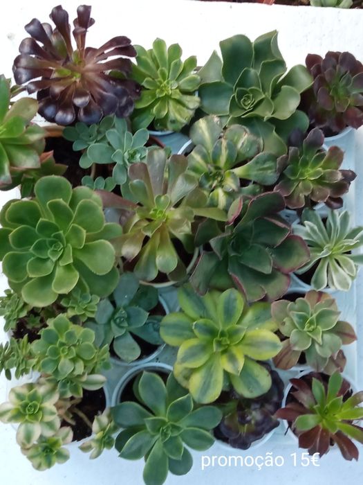 Packs Suculentas Promoção