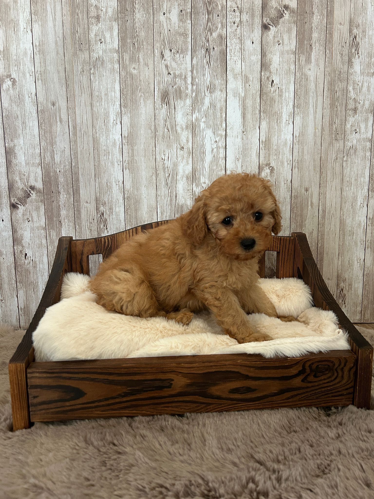 Piesek pudel toy red