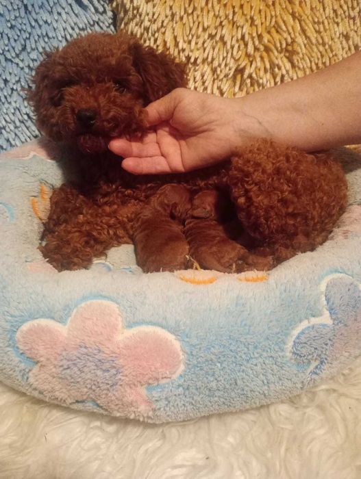 PUDEL- teacup toy xxs bardzo malutka suczka.