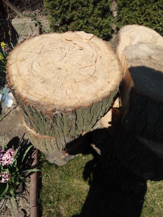 Wycinka i pielęgnacja drzew . Usługi rozdrabniaczem spalinowym.
