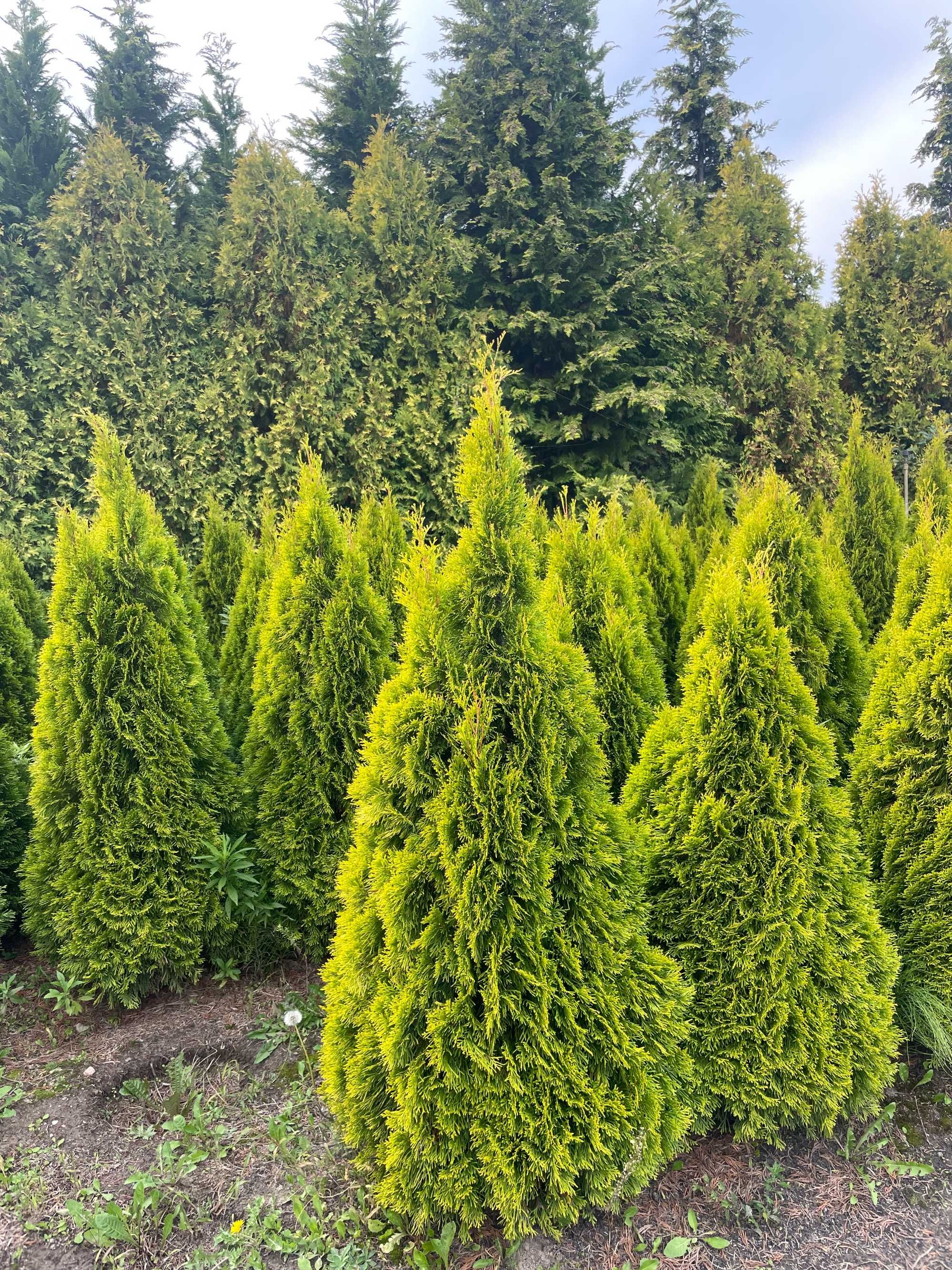 Tuja Szmaragd 250cm PRODUCENT‼️