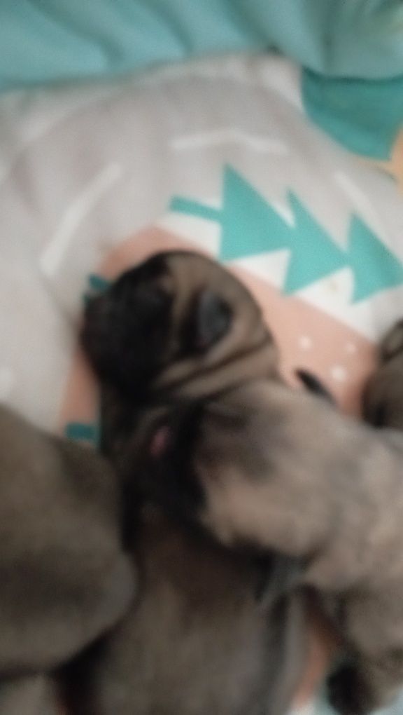 Mops śliczny piesek rezrwacja