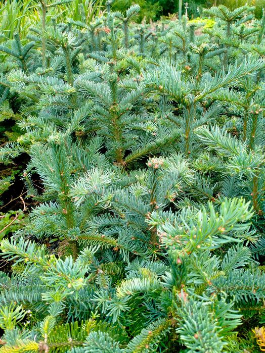 Jodła nobilis WYSYŁKA szlachetna