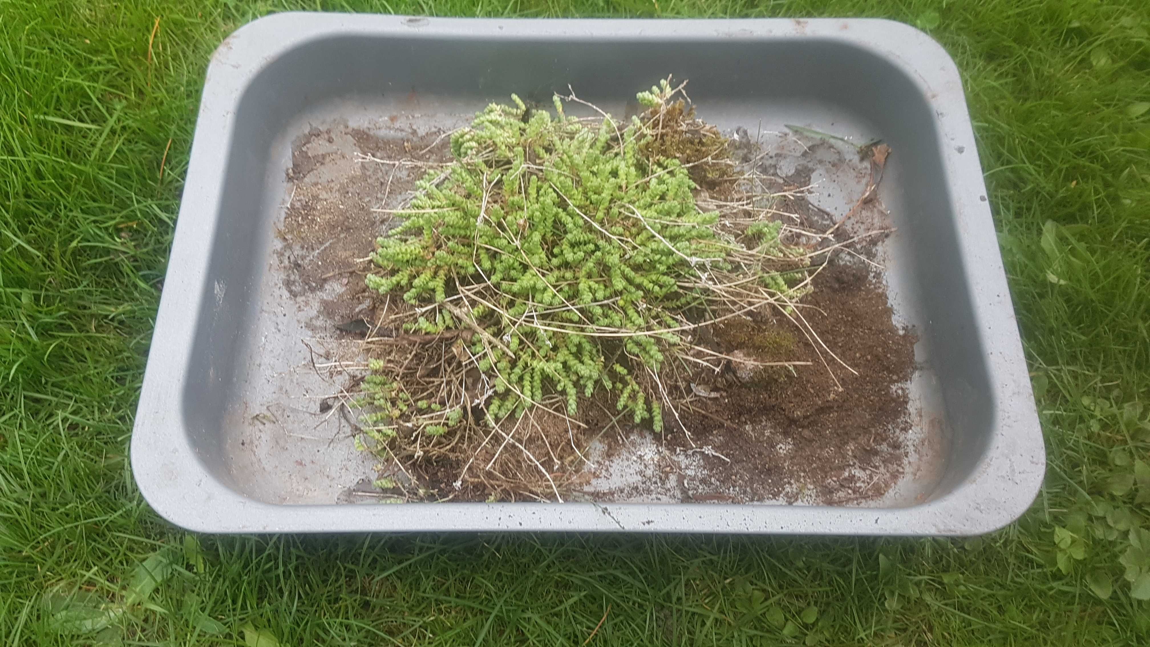 Rozchodnik ostry ( Sedum acre L ) sadzonki 10 sztuk  na skalniak