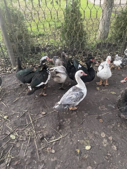 Продам качки шипуни мулати